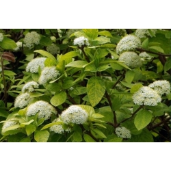 Nasiona Kalina hordowina szt.5 Nxx694