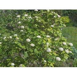 Nasiona Kalina hordowina szt.5 Nxx694