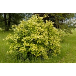 Nasiona Kalina hordowina szt.5 Nxx694