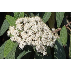 Nasiona Kalina hordowina szt.5 Nxx694