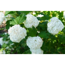 nasiona Kalina koralowa Viburnum opulus szt5 Fore237