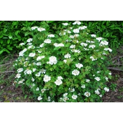 nasiona Kalina koralowa Viburnum opulus szt5 Fore237