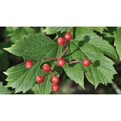 nasiona Kalina koralowa Viburnum opulus szt5 Fore237