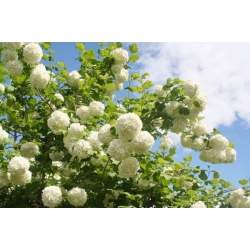 nasiona Kalina koralowa Viburnum opulus szt5 Fore237