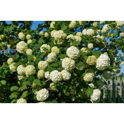 nasiona Kalina koralowa Viburnum opulus szt5 Fore237