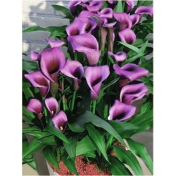 Nasiona Kalla ciemnoróżowa szt.5 Nxx317