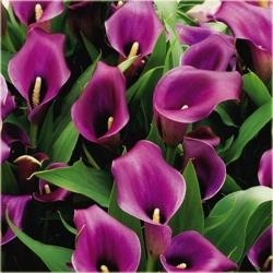 Nasiona Kalla ciemnoróżowa szt.5 Nxx317