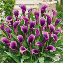 Nasiona Kalla ciemnoróżowa szt.5 Nxx317