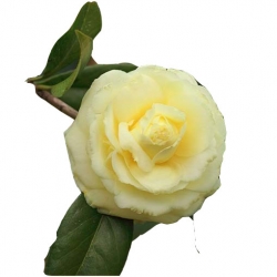 Nasiona Kamelia cytrynowa szt.5 N293