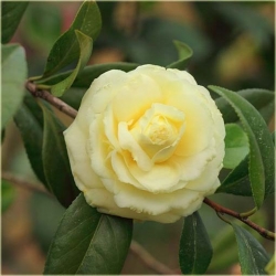 Nasiona Kamelia cytrynowa szt.5 Nxx293