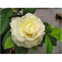 Nasiona Kamelia cytrynowa szt.5 Nxx293