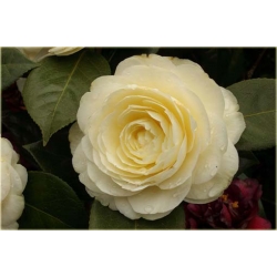 Nasiona Kamelia cytrynowa szt.5 Nxx293