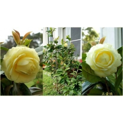 Nasiona Kamelia cytrynowa szt.5 Nxx293