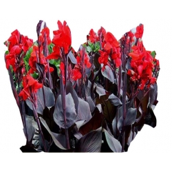 Nasiona Kanna czerwona wiśniowe liście szt.3 N214