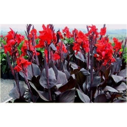 Nasiona Kanna czerwona wiśniowa szt.3 Nxx214