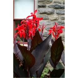 Nasiona Kanna czerwona wiśniowa szt.3 Nxx214