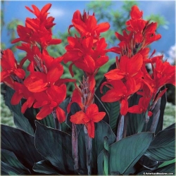 Nasiona Kanna czerwona wiśniowa szt.3 Nxx214