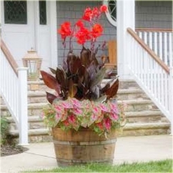 Nasiona Kanna czerwona wiśniowa szt.3 Nxx214