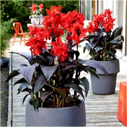 Nasiona Kanna czerwona wiśniowa szt.3 Nxx214