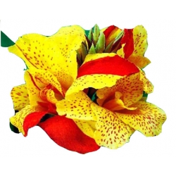 Nasiona Kanna czerwono-żółte liście szt.3 N213