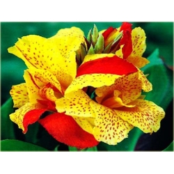 Nasiona Kanna czerwono-żółte liście szt.3 Nxx213
