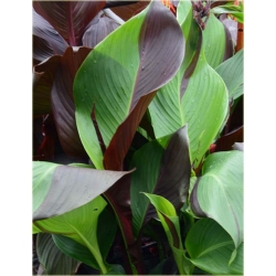 Nasiona Kanna czerwono-żółte liście szt.3 Nxx213