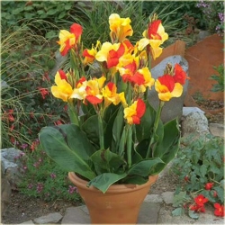 Nasiona Kanna czerwono-żółte liście szt.3 Nxx213