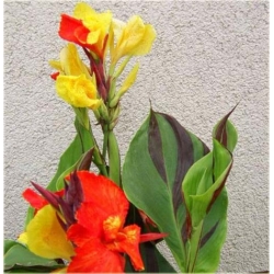 Nasiona Kanna czerwono-żółte liście szt.3 Nxx213