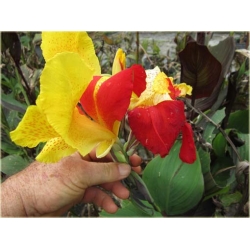 Nasiona Kanna czerwono-żółte liście szt.3 Nxx213