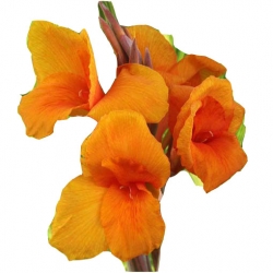 Nasiona Kanna pomarańczowa żółte liście szt.3 N215