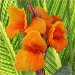 Nasiona Kanna pomarań szt.3 Nxx215