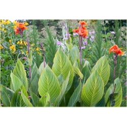 Nasiona Kanna pomarań szt.3 Nxx215