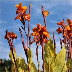 Nasiona Kanna pomarań szt.3 Nxx215