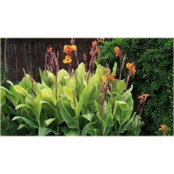 Nasiona Kanna pomarań szt.3 Nxx215