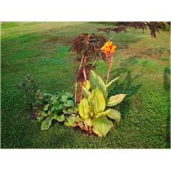 Nasiona Kanna pomarań szt.3 Nxx215