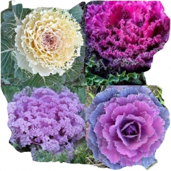 Nasiona Kapusta ozdobna mix szt.5 N415