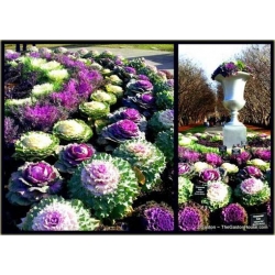 Nasiona Kapusta ozdobna mix szt.5 Nxx415