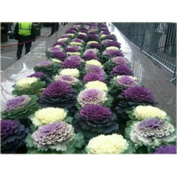 Nasiona Kapusta ozdobna mix szt.5 Nxx415