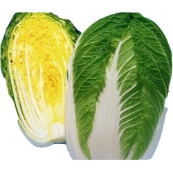 Nasiona Kapusta pekińska żółta szt.5 N29