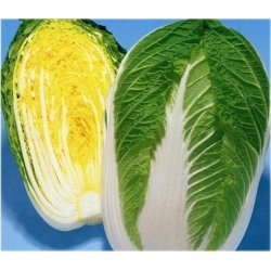 Nasiona Kapusta pekińska żółta szt.5 Nxx29