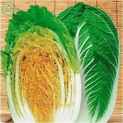 Nasiona Kapusta pekińska żółta szt.5 Nxx29