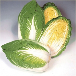 Nasiona Kapusta pekińska żółta szt.5 Nxx29