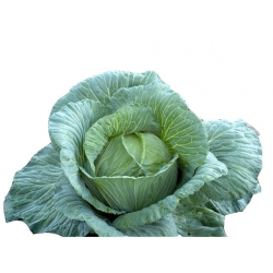 Nasiona Kapusta Olbrzym szt 5 N13