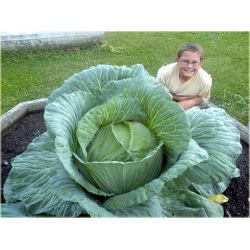 Nasiona Kapusta Olbrzym szt.5 Nxx13