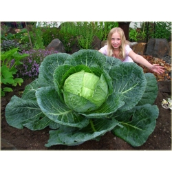 Nasiona Kapusta Olbrzym szt.5 Nxx13
