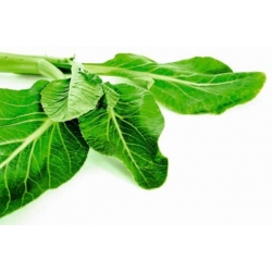 Nasiona Kapusta sitowata Musztarda żółta szt.5 Nxx697