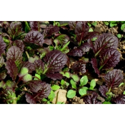 Nasiona Kapusta sitowata Musztarda żółta szt.5 Nxx697