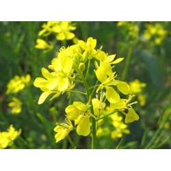 Nasiona Kapusta sitowata Musztarda żółta szt.5 Nxx697