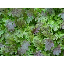 Nasiona Kapusta sitowata Musztarda żółta szt.5 Nxx697