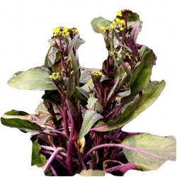 Nasiona Kapusta właściwa olejowa szt.5 N395